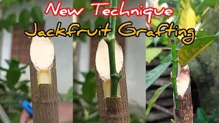How to Grafting Jackfruit tree | Jackfruit Grafting Technique