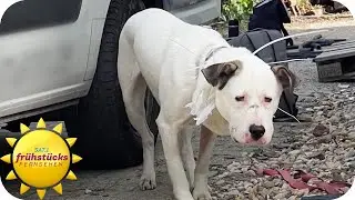 Dem Schicksal entkommen - die dramatische Geschichte des Hundes Max | SAT.1 Frühstücksfernsehen