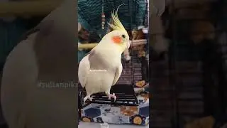 #sultan #papağanlar #cockatiel #viralvideos #viral