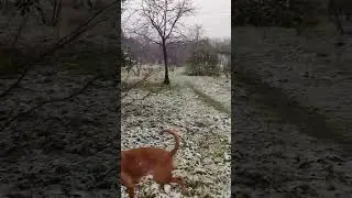 Снег в Батуми. Немецкий боксëр Харлюша в цитрусовом саду #dog #germanboxer #Батуми