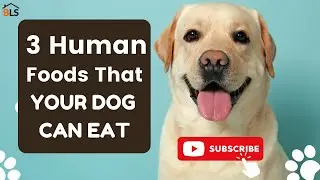 3 HUMAN Foods That Your Dog CAN & CANNOT Eat! MUST WATCH NOW! 🐶🐶🐶