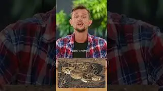 Есть ли змеи на Бали? 