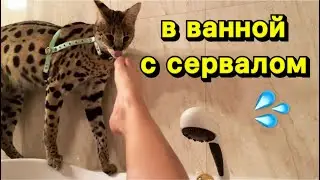 Сервал с мамой в ванной 💦 кошка и вода serval cat