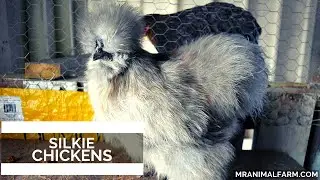 Silkie Chickens