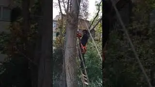 İSTANBUL Ağaç budama 05386088021
