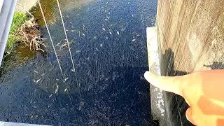 Liblib Na Lagusan Ng Tubig Nangingitim Na Sa Sobrang Dami At Kapal Ng Isda😱