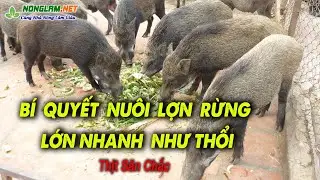 Experience in raising Wild Boars to grow quickly and have firm meat | Raising Wild Boars to Get Rich