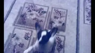 ЗВЕРЬ!