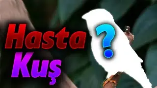 Pet Shop dan Hasta kuş Aldım - Hasta Kuş Alıp İyileştirmek