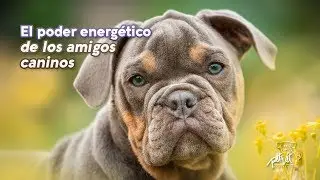 El poder energético de los perros
