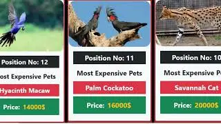 Most Expensive Pets In The World 2023 | Top 10 Most expensive Pets In the world