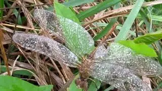 Мой фильм wlmp mp4   Осень вяжет дорогие кружева !!!