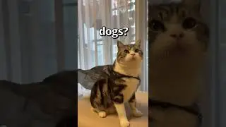 CATS vs DOGS Who did it Better 😱 | Wholesome Moments
