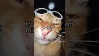 Memes at 3am #meme #memes #short #shorts #reels #funny #relatable #animals #trending #comedy #viral