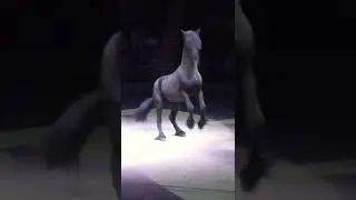 The Horse performs a Difficult Trick!