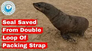 Seal Saved From Double Loop Of Packing Strap