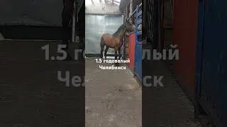 5 августа 2024 г.