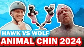 Animal Chin 2024 | EP 165 | Hawk vs Wolf