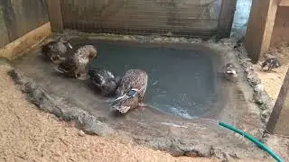 Мои подсадные утки