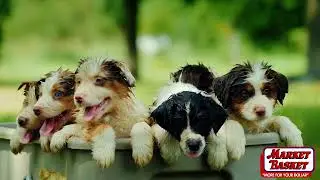 OdorPet And PetSuds Now At Market Basket