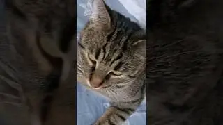 Любимое слово 