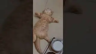 Meowww