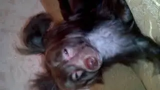 Клип айми чит. Опис. Позязя