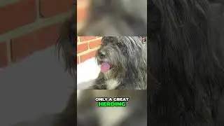 Meet the Bearded Collie - A Superb Herding Dog and Active Companion