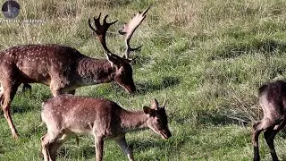 Danielia ruja posledné dni Fallow deer rut last days