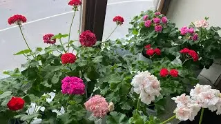 Черенки пеларгоний .