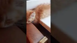 А ей хорошо!#shorts #котыприколы #коты