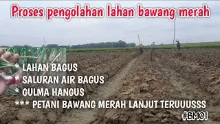 pengolahan lahan bawang merah