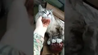 Кот испугался грозы