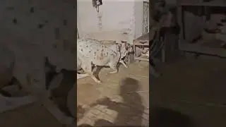 bilal masjid ki cow 😍 #youtubeshorts #eidmubarak #viralvideo #animals #viral #bull #motivation #yt