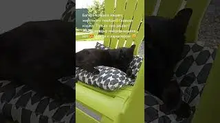 Багира-хозяйка нашего прайда😘Прайд не большой-3 кошки, 1 кот и собака Тико😍😍😍