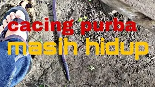 cacing TERBESAR seukuran jari telunjuk dewasa