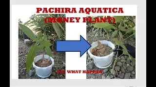 Pachira Aquatica (Money Plant)
