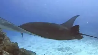Manta Diving in Bali - A Day Trip To Nusa Penida