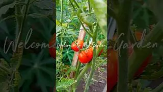 Panen tipis-tipis #minivlog #garden #gardening #nature #minigarden #harvest #asmr #berkebun