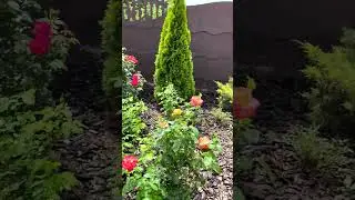 участок мечты с розарием