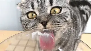 Будни шотландской вислоухой(Scottish Fold)