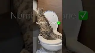 #seacatz #boatlife #catamaran #boat #lifestyle #travel #boating #shortvideo #cats #bengalcat #cat