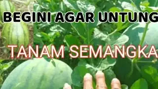 TWO FRUITS IN 1 WATERMELON TREE METHOD