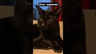 Кота кормила? #reels #кот #cat #кошка #ориенталы #юмор #shorts