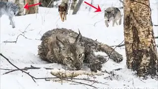 The lynx fell into a trap and could not get out. Then the unthinkable happened!