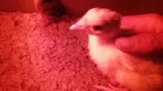 2 baby turkeys