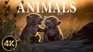 Baby Animals 4K - Spread joy with the fun of baby animals, accompanied by soothing music