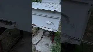 Учитесь по поведению пчёл определять их проблемы!🐝
