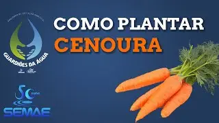 Como plantar cenoura