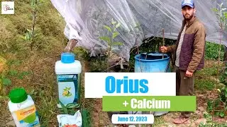 Orius and Calcium application in Apple Orchard | COK | June 12, 2023